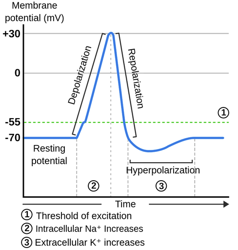 Facilitate neurons being activated